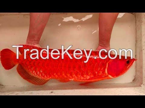 Asian Arowana Fish for worldwide supply