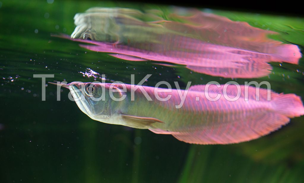 Arowana Fish for supply in America