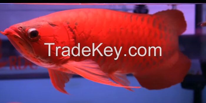 Asian Arowana Fish for worldwide supply