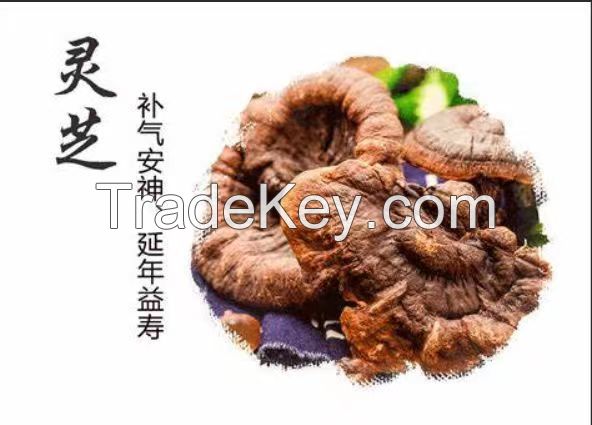 Natural Ganoderma Lucidum Herb Capsule