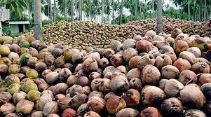 Fresh Coconuts