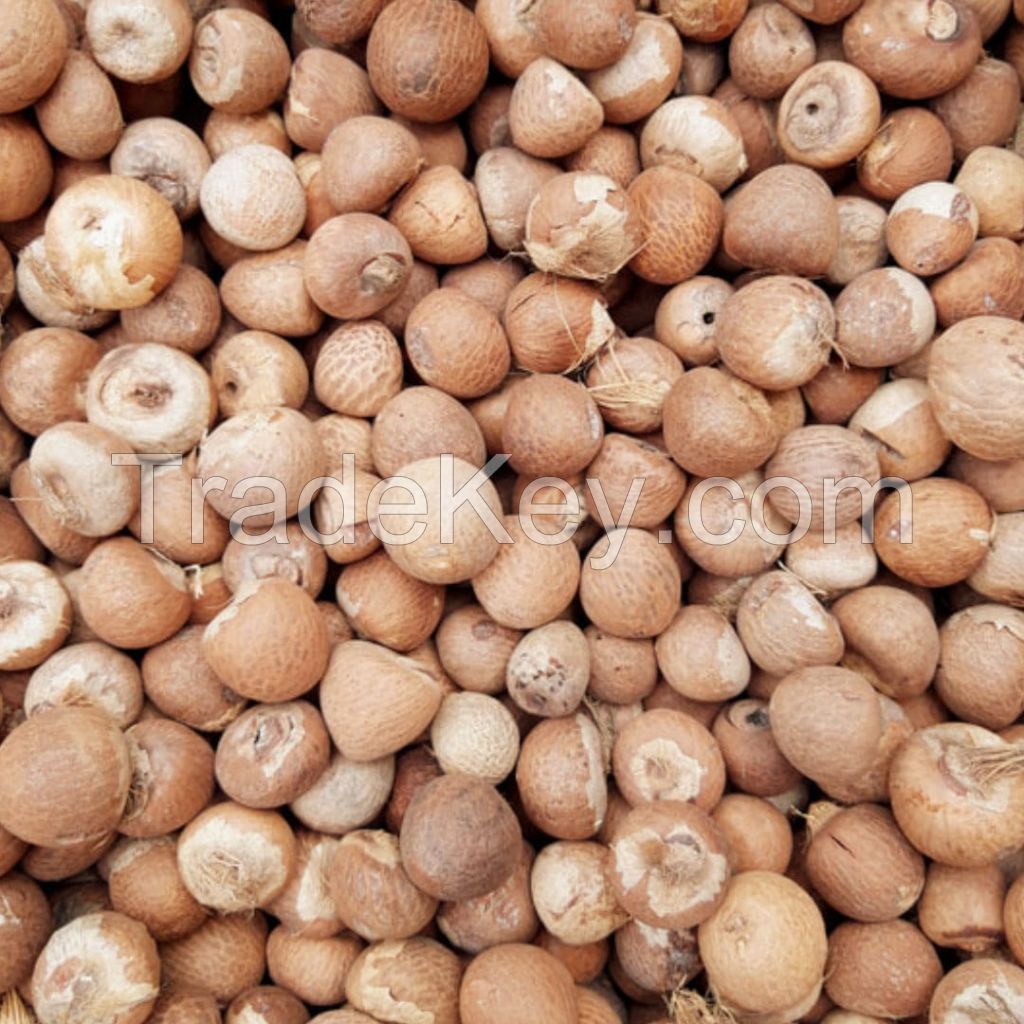 Betel Nut Brown Color Dried Best Selling 100 % Natural High Quality Premium Grade Of Betel Nut Supply