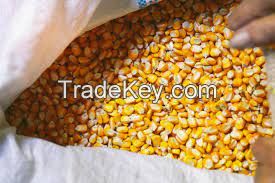 Yellow Corn