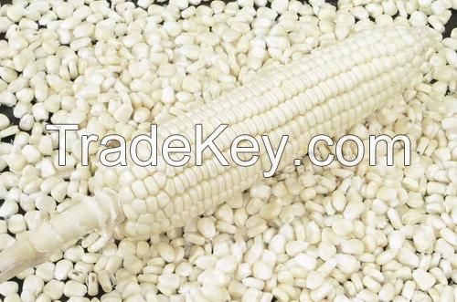 Grade 1 White Corn / Non Gmo White Maize