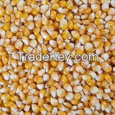 Yellow Corn