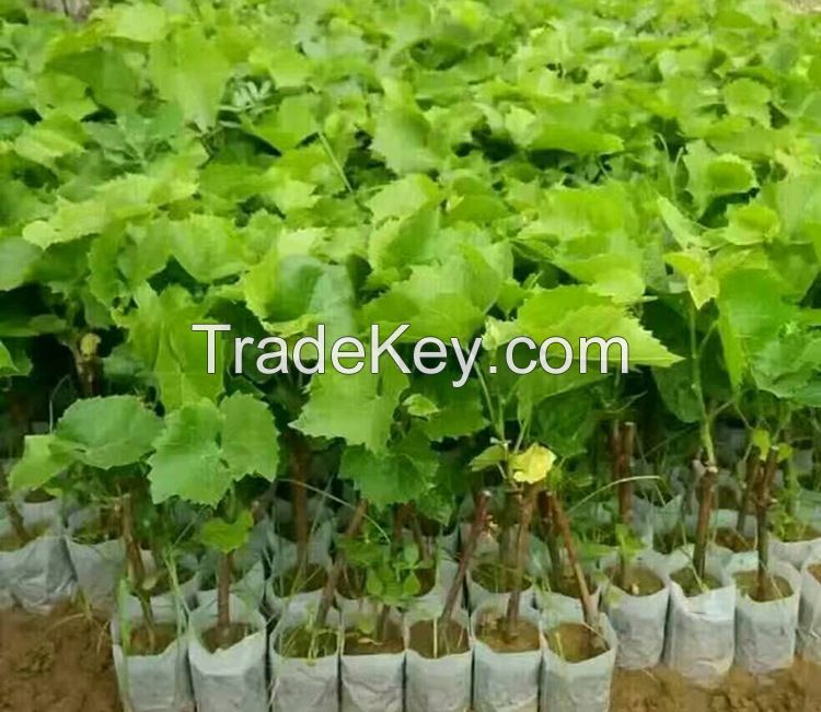 5 7 10 15 20 Gallon Handmade Ecofriendly Non-Woven Fabric Garden Felt Potato Grow Bag Plant Bag