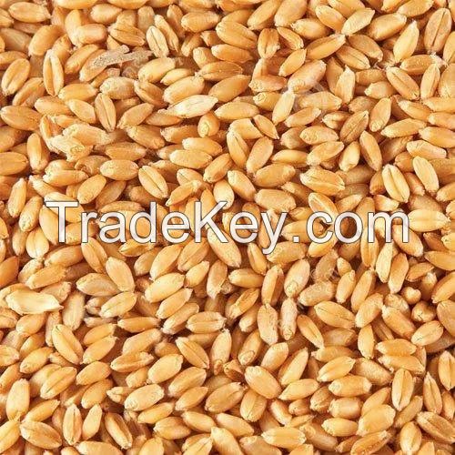 Wheat 12.5% protein