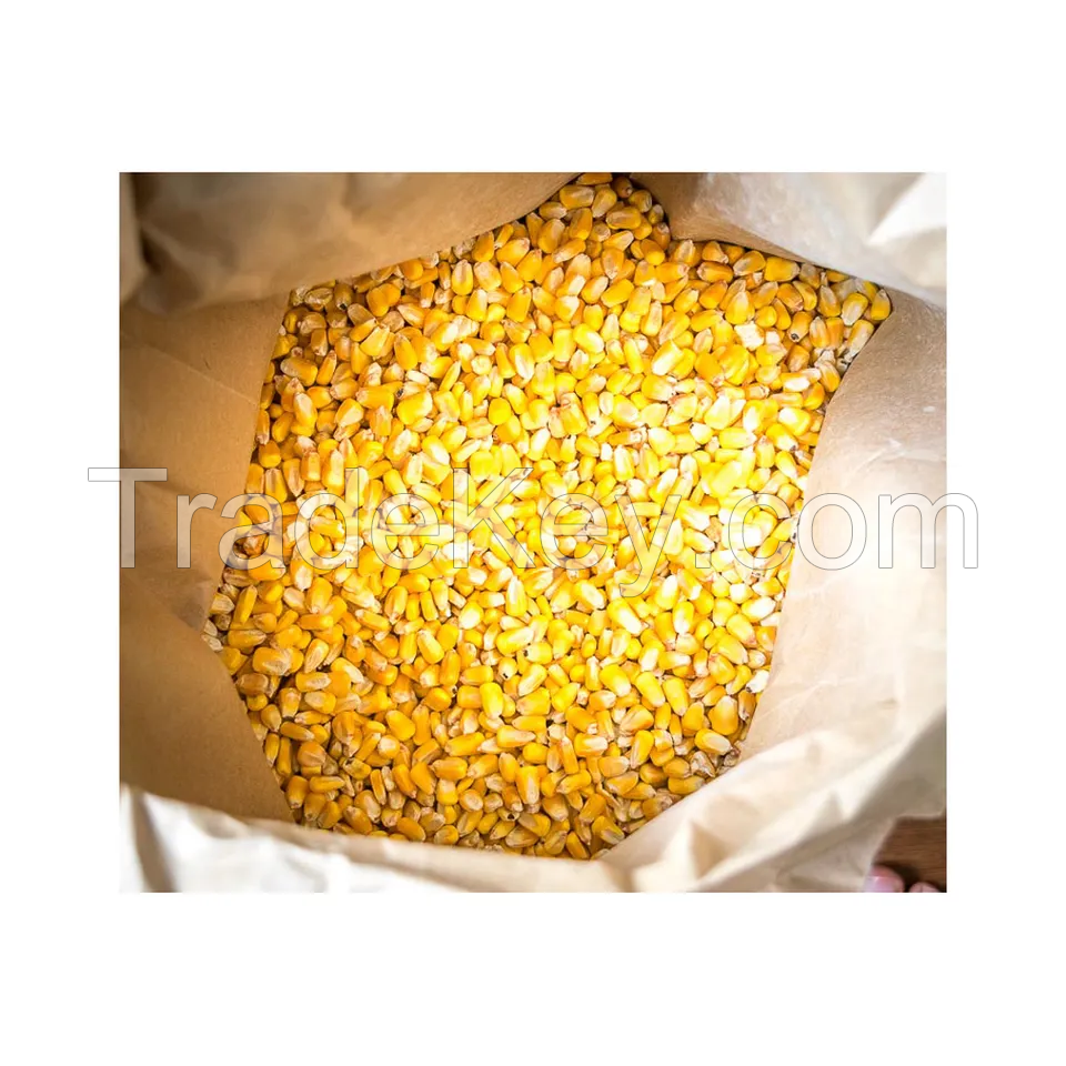 Yellow Corn for Sale in Cheap price 