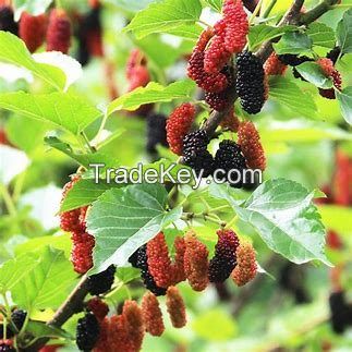 Mulberry fruit Extract