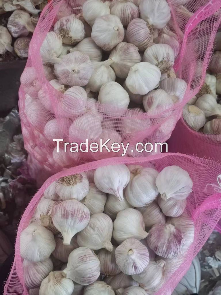 garlic