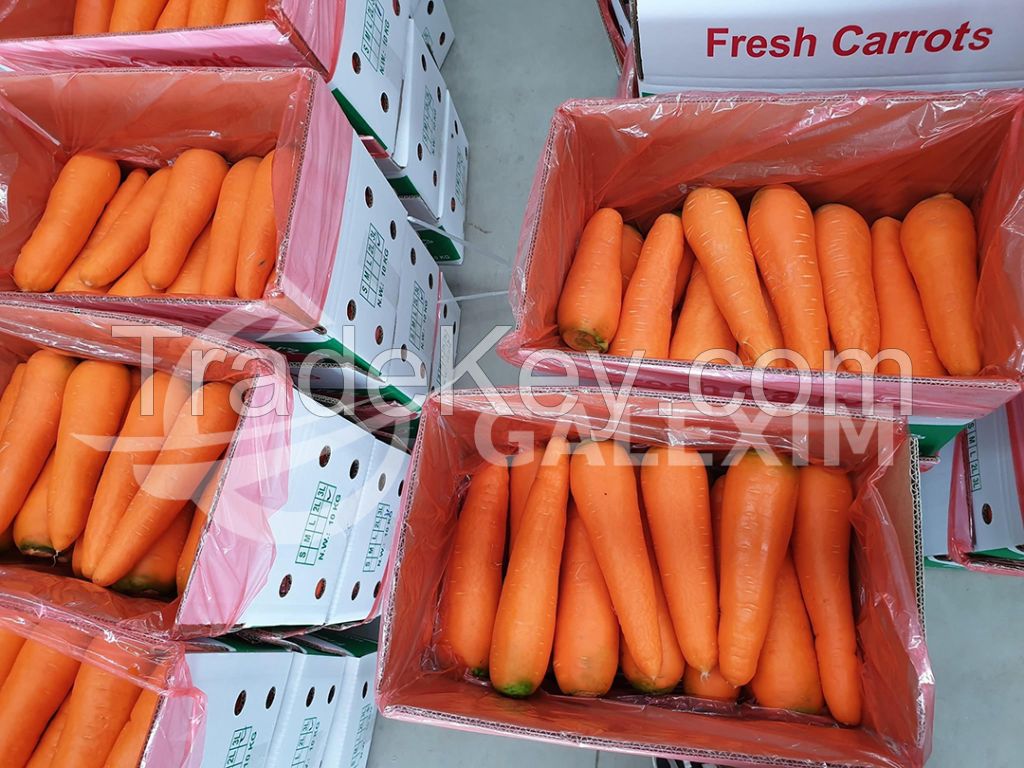 Vietnamese Fresh Carrots