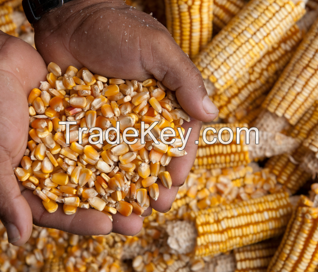 Grain Corn and Corn Derivates