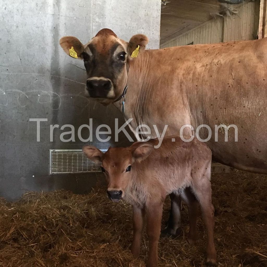 Best Top quality jersey & jersey heifers 