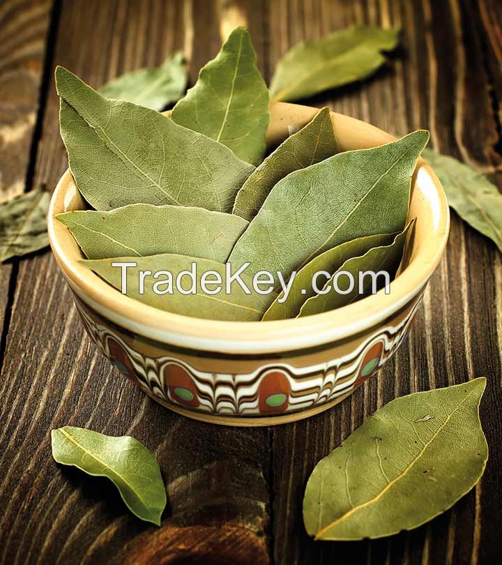 Bay Leaf