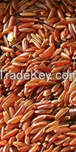 Healthy rice and Normal white rice