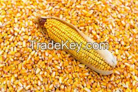 Barley /Corn / Oats /Sorghum  /Popcorn Kernel/ Wheat grain