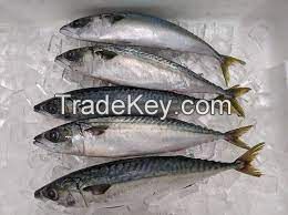 Parcific Mackerel