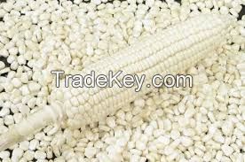 WHITE CORN