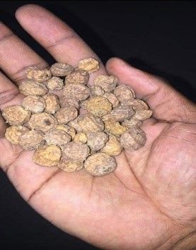 Tiger nuts