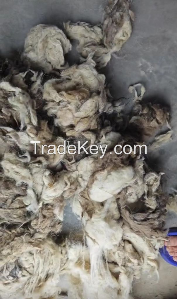 White Light Grey Tibet raw greasy cashmere Tibetan Cashmere Fibre 14.5micron with 36mm Prompt Shipment