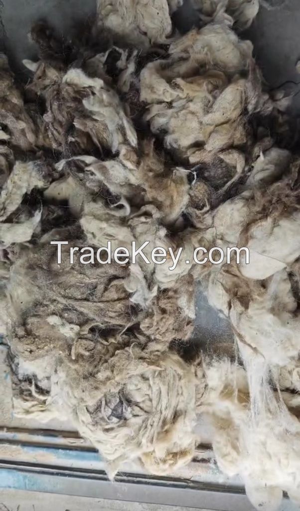 White Light Grey Tibet raw greasy cashmere Tibetan Cashmere Fibre 14.5micron with 36mm Prompt Shipment