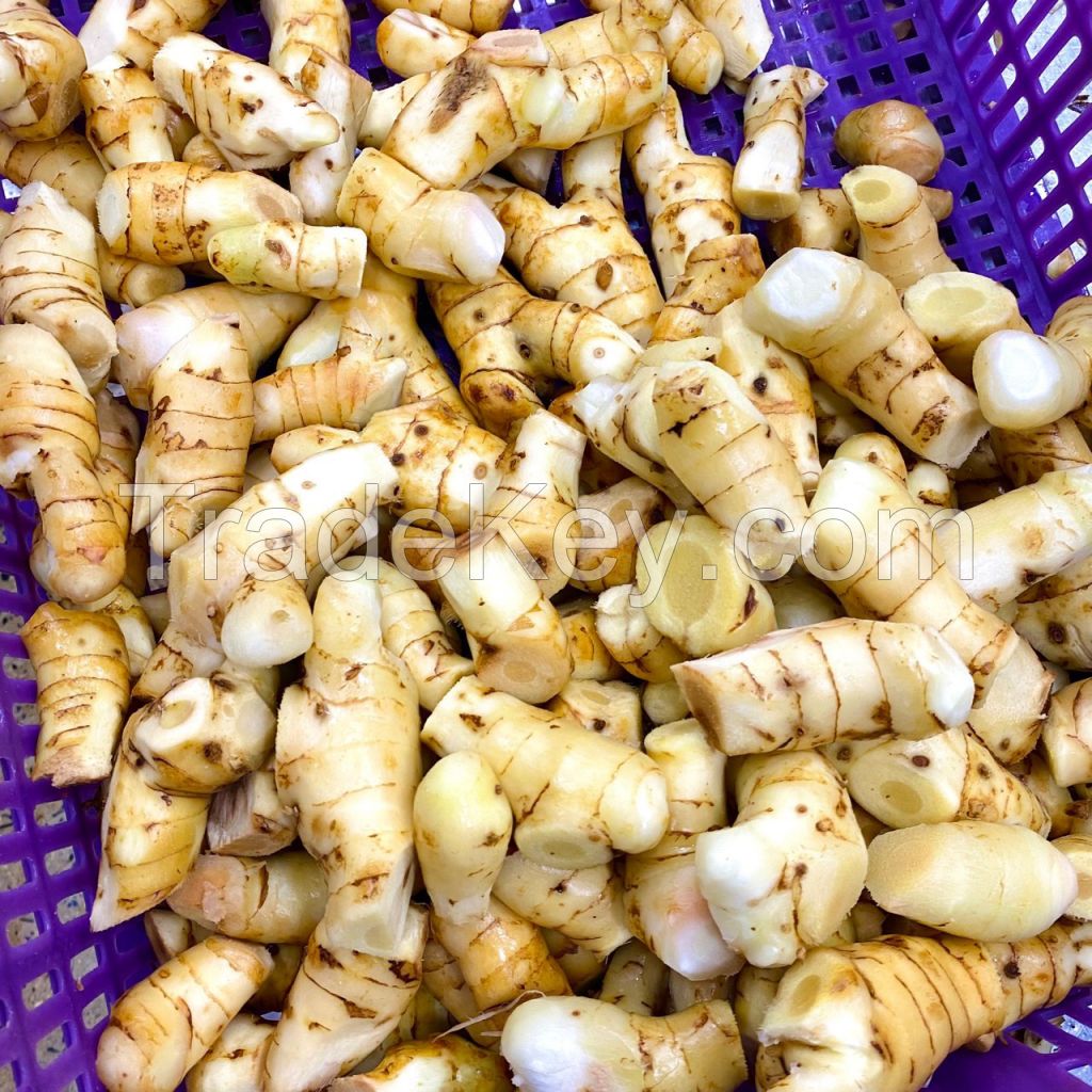 FROZEN GALANGAL