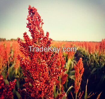 Sorghum