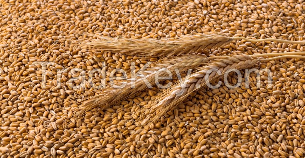 WHEAT