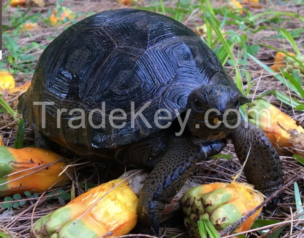 Aldabra Tortoise 