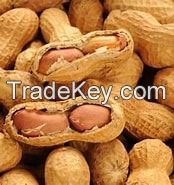 GROUNDNUTS