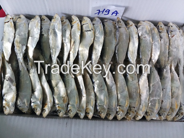 Dried Herring