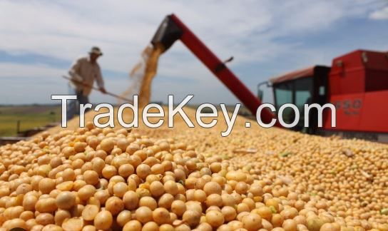 soybeans