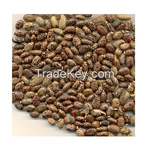 Premium Castor Seed