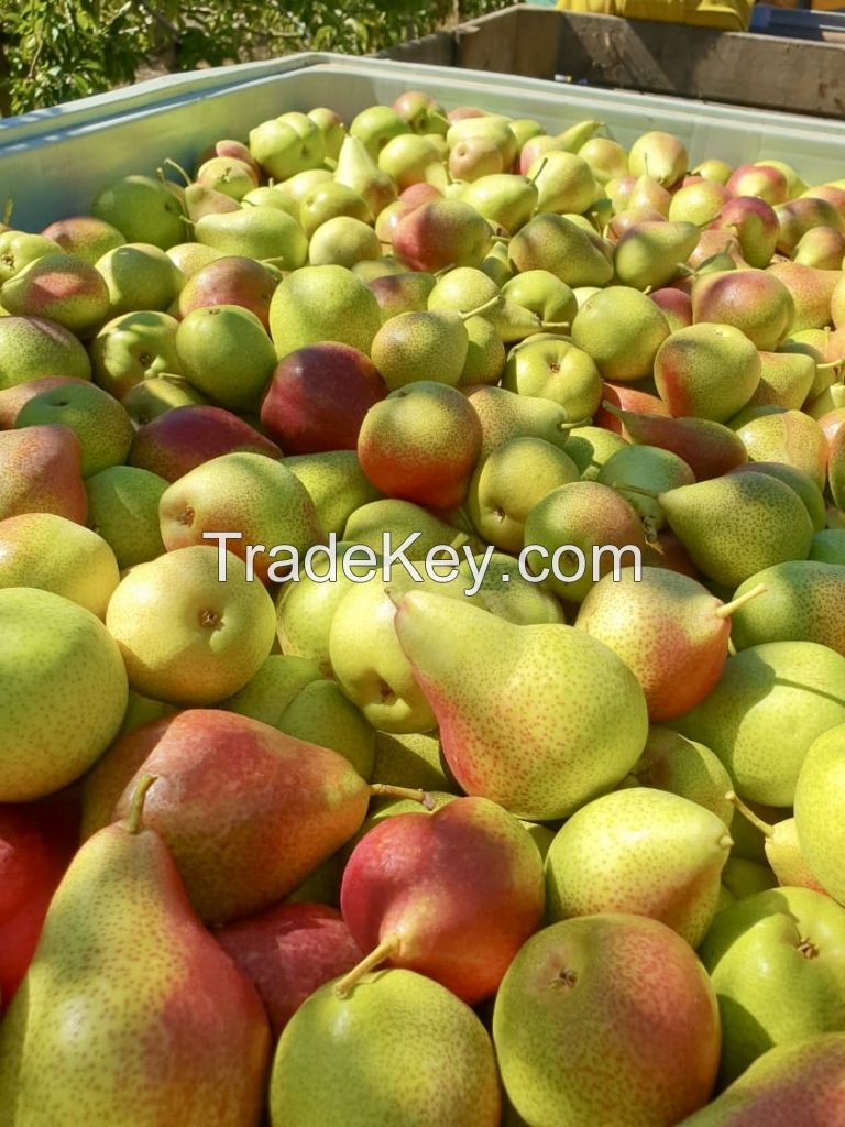 Fresh Pears, Premium Sweet Pears, Packams Triumph Pears, Forelle Pears, Bon Rouge Pears