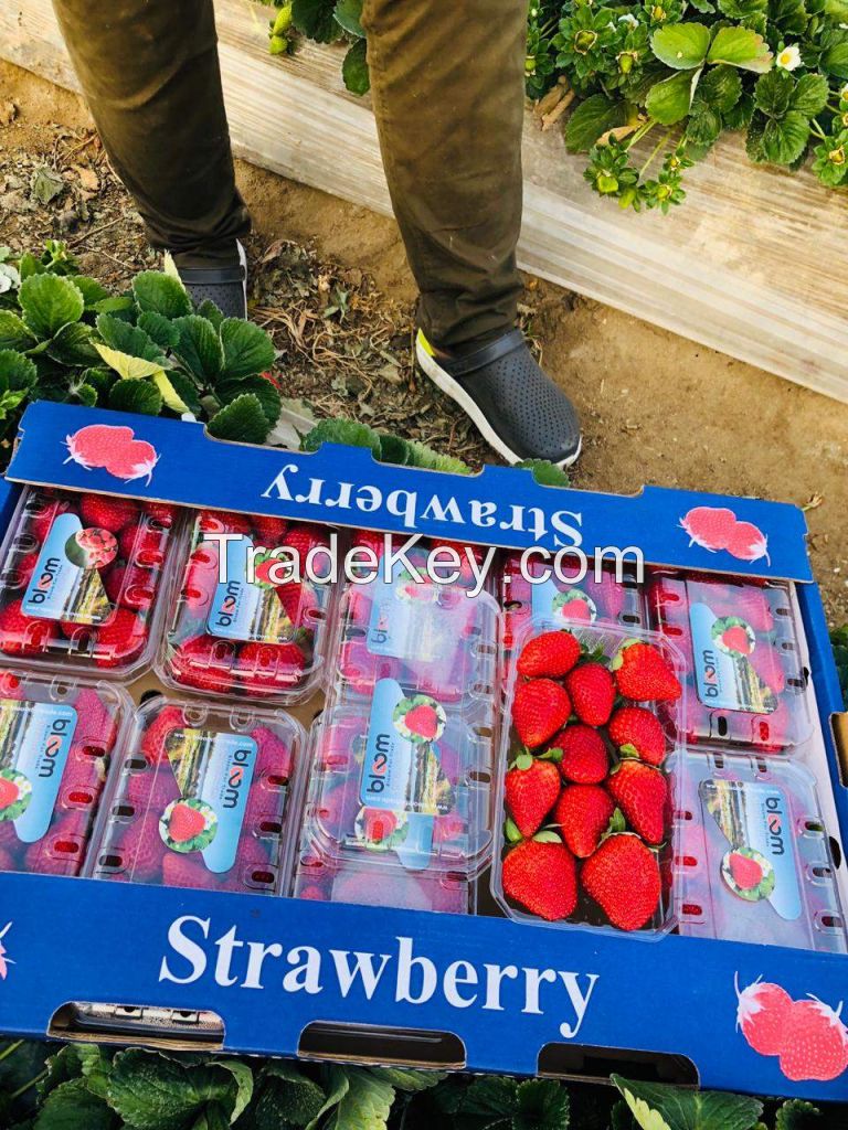 egyptian fresh strawberry