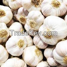 Fresh Garlic