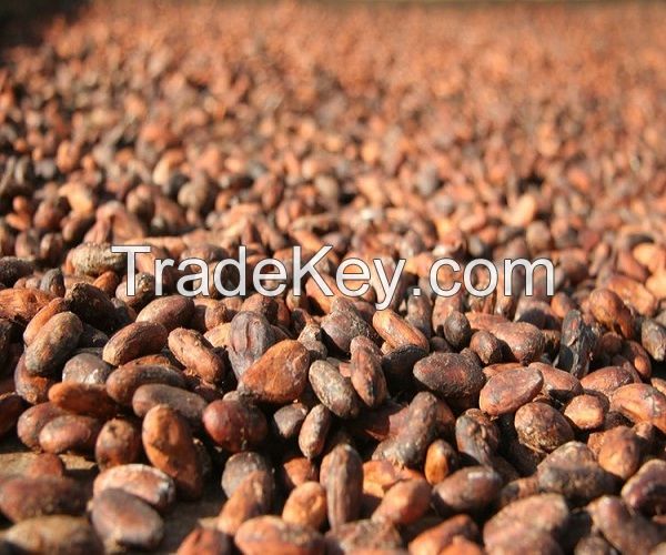 Cocoa Beans