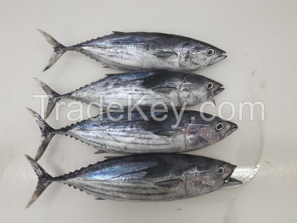 Skipjack Tuna Fish