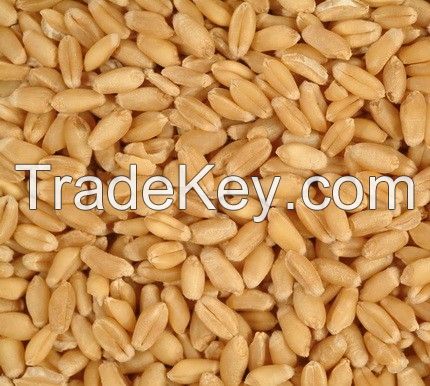 HARD DURUM WHEAT NON-GMO. USA/Mexico Origin.