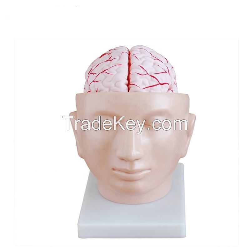 Plastic PVC Anatomical Head Model with Arteries Skeleton Specimen for Nurse Training in Medical Science