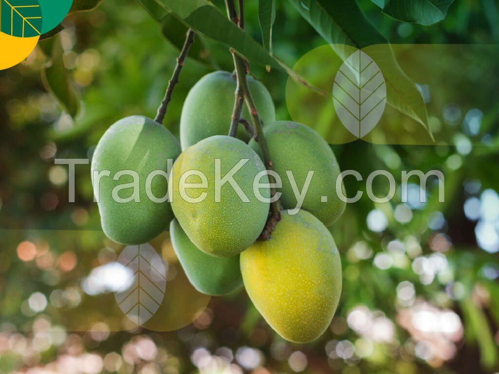 Fresh Mangos