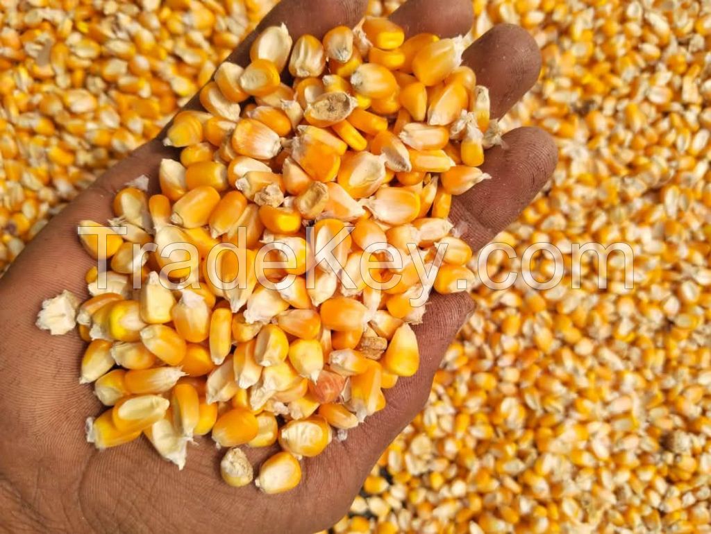 MAIZE