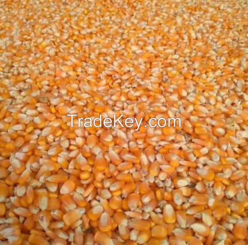 MAIZE
