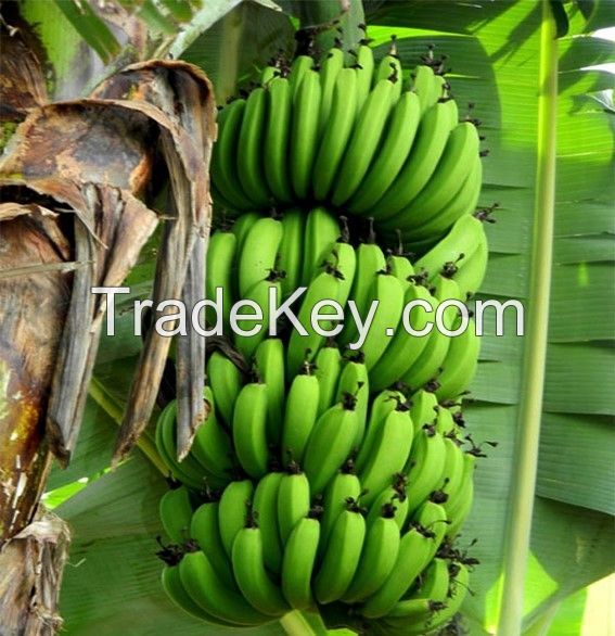 FRESH CAVENDISH BANANA