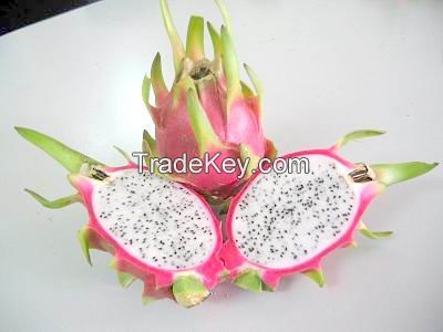 FRESH WHITE FLESH DRAGON FRUIT