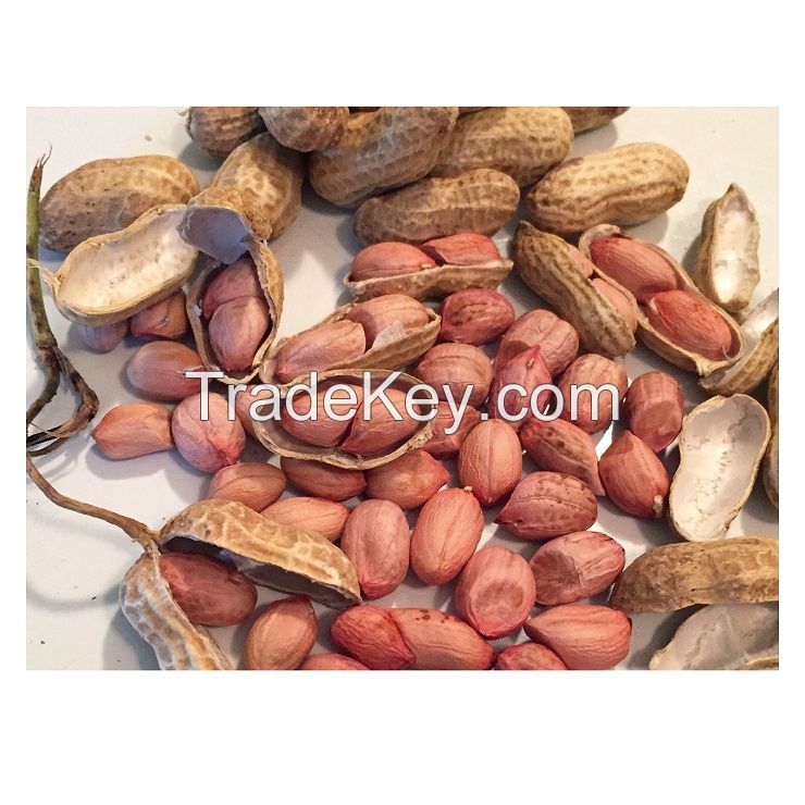 Best Quality Groundnuts Kernels High Protein Raw Peanuts For Sale