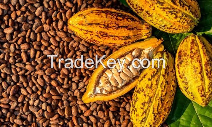 Cocoa Beans