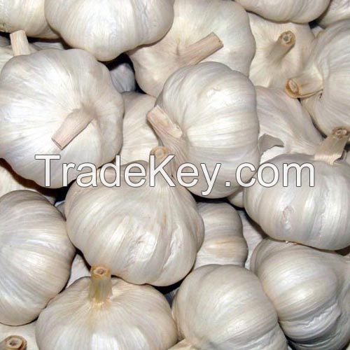 FRESH GARLIC