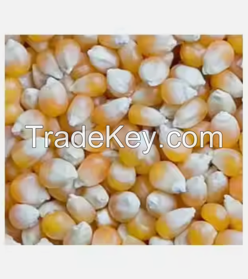 Top Quality Non GMO Yellow Maize for Sale in cheap price 