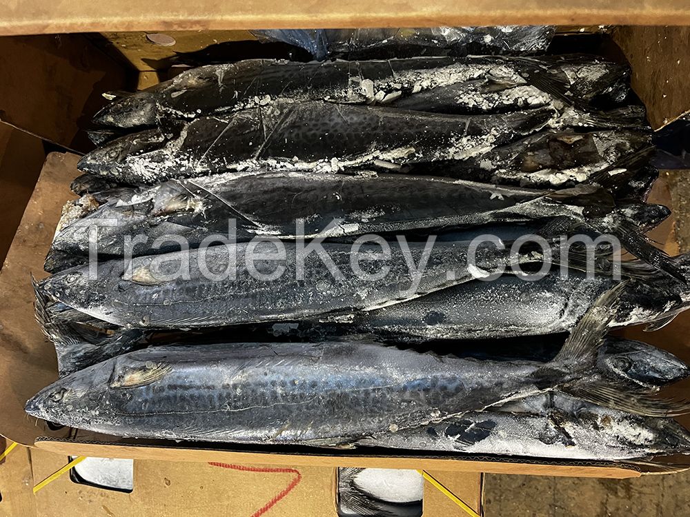 Frozen Spanish Mackerel